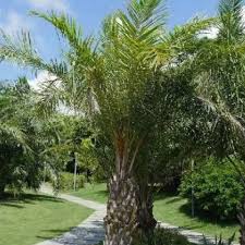 Image result for Elaeis guineensis