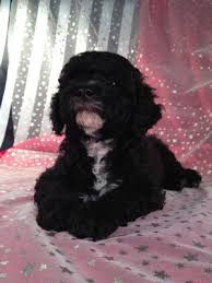 Check spelling or type a new query. Cockapoo Puppies For Sale Cockapoo Breeder In Iowa