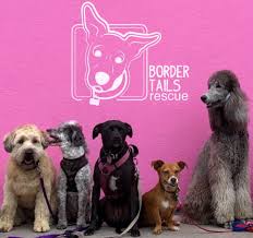 We are a foster based rescue that works primarily with pregnant moms, nursing moms with their puppies, or puppies without moms. Border Tails Rescue