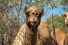 Change the active voice to passive voice. Our Broome Camels Broome Camel Safaris