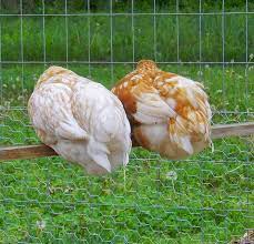 Golden Sex Link | Page 2 | BackYard Chickens - Learn How to Raise Chickens