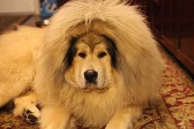 My tibetan mastiffs are champions of many country… puppies are raised carefully in our home, get kennel for selection of giant tibetan mastiff… breeding strictly to fci rules… very big dogshow fans. Looking At Baby Pictures Sasha Tibetan Mastiff Facebook