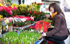 Find the best prices for perennials flower & plants on shop better homes & gardens. Top 8 Best Flowering Plants For Your Garden The Star