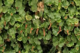 Image result for Didymoglossum