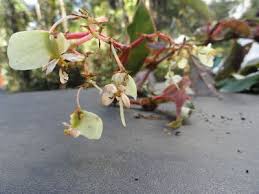 Image result for Begonia meyeri-johannis