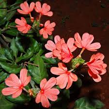 Crossandra Infundibuliformi Crossandra Infundibuliformis Wikipedia Wonderful Flowers Flora Flowers Amazing Flowers