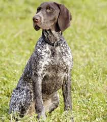 Image result for německý ohař krátkosrstý