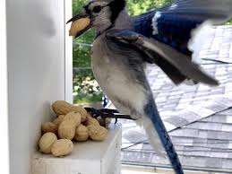Greedy Blue Jay Wildlife Photography Colors Of Nature Adorable Unbelievable Stunned Blue Jay Wildlife Photography Wildlife
