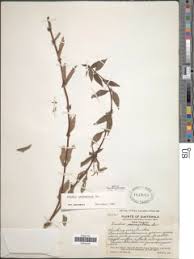 Image result for Hexasepalum sarmentosum