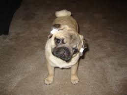If you notice a foul odor or any oozing along the glued edges you need to take action. Ear Taping Chaz Hound Dog Forums