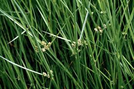 Image result for Cyperus difformis