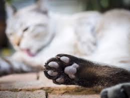 Cooking starches used in thickening sauces and fillings have different properties. How To Care For Your Cat S Paw Pads Hill S Pet