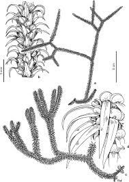 Image result for Huperzia saururus