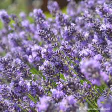 Op ensie, encyclopedie sinds 1946, vind je 16 betekenissen van het woord lavendel. Lavendel Zaaien Venema Zaden