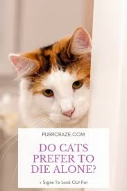 The symptoms of stroke can come on suddenly and without warning. Do Cats Prefer To Die Alone Signs To Look Out For Purr Craze