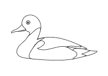 Malvorlagen Vogel Vogel Raubvogel Ente Gans Schwan Ausmalbilder