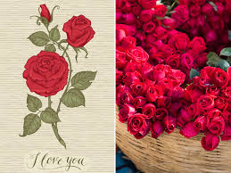 Dedicated, rose day images for friends, rose day images for husband or wife even for lovers happy rose day! Happy Rose Day 2020 Wishes Messages Quotes Images Facebook Whatsapp Statuses Times Of India