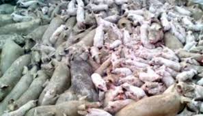 Pesta porcină africană este depistată, pe zi ce trece, în mai multe localități doljene. Ansvsa 774 De Focare De PestÄƒ PorcinÄƒ AfricanÄƒ In 261 De LocalitÄƒÅ£i Din 28 De JudeÅ£e