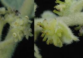 Image result for Cissampelos mucronata