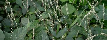 Image result for Brillantaisia madagascariensis