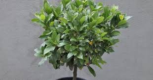 Lorbeer Immergruner Turwachter Pflanzen Kubelpflanzen Hochstammchen