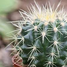 Cactus is a type of plant that can store large amounts of water and survive in extremely hot and dry habitats. Cactus Costa Farms