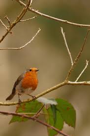 Bird Bird Bird Bird Is The Word Gif Https Encrypted Tbn0 Gstatic Com Images Q Tbn 3aand9gcrjxnvionsivbwznebu5ibnw8w5jksmlalifw Usqp Cau