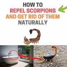 Since scorpions are strong by their body structure, and they are dangerous to get in control, you need a powerful tool with smart and smart actions to kill them. How To Repel Scorpions Naturally Get Rid Of Them Permanently Bugwiz