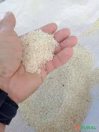 Quirera De Arroz A Granel Em Rondonopolis Mt A Venda Compre 449993
