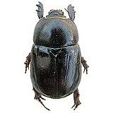 Image result for Pentodon