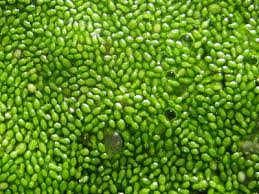 Image result for Wolffia globosa