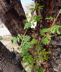 Image result for Acacia goetzei