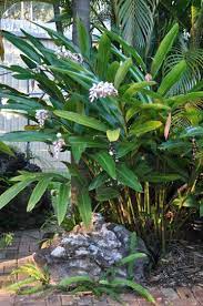 For most of the tropical gingers (of which there are many) plant… Pin On Garden