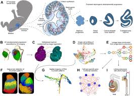 Spatial Transcriptional Mapping Of The Human Nephrogenic Program Biorxiv