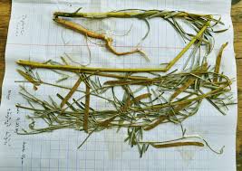 Image result for Tephrosia linearis