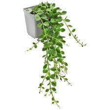 Image result for Vepris elegantissima