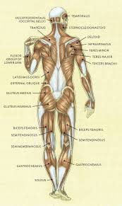 In simple terms, the thick filaments and the thin filaments within myofibrils overlap in a structured way. Muscle And Tendon Characteristics Classic Human Anatomy In Motion The Artist S Guide To The Dynamics Of Figure Drawing