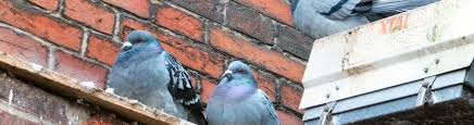365 pest control services can offer you cover for pests like insects, mites, rodents and birds, 24 hours a day, 7 days a week in the uk. Pigeon Pest Control Uk Nbc Environment