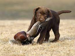 Dans de nombreuses familles, ce sont les enfants qui ont la priorité, les idées les plus insolites fusent et la bataille joyeuse entre frères et sœurs peut commencer. Liste Prenoms De Chiens En P