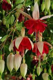 Pin On Flowers