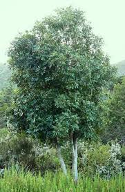 Image result for Olinia rochetiana