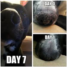 Amazing News From Another Happy Customer Your Snout Soother Really Helped My Dog S Cracked Nose Heal Layla S Nose Was Very Ch Pug Nose Dry Dog Nose Dog Nose