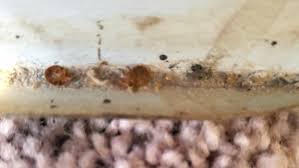 Preventing pests from infesting your home and property is much easier than trying to eliminate pests once they have taken up residence. Condo Bed Bug Infestation A Losing Game Says Pest Control Company Cbc News