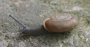 Image result for Trisetopsis