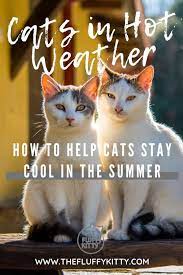 7 Tips How To Keep Your Cat Cool In Hot Summer Months Fluffy Kitty Cat Cold Cat Summer Cat Advice