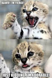 48 Best Funny Animal Memes Funny Meme Memes Humor Comics Fun Cute Animals Funny Animal Pictures Funny Animals