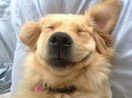 60 Times Golden Retrievers Were So Adorable You Wanted To Cry Happy Dogs Cute Animals Cute Dogs