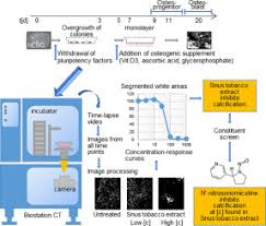 I don't have the urge for a cigarette, at least for now, and i can see how this would be better since my. Video Based Kinetic Analysis Of Calcification In Live Osteogenic Human Embryonic Stem Cell Cultures Reveals The Developmentally Toxic Effect Of Snus Tobacco Extract Sciencedirect