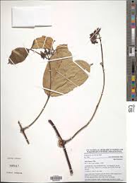 Image result for Alafia caudata