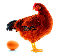 Aneka gambar mewarnai 15 gambar mewarnai ayam untuk anak paud. 87 Gambar Ayam Telur Paling Bagus Gambar Pixabay